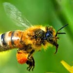 пчела с пыльцой