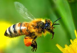 пчела с пыльцой